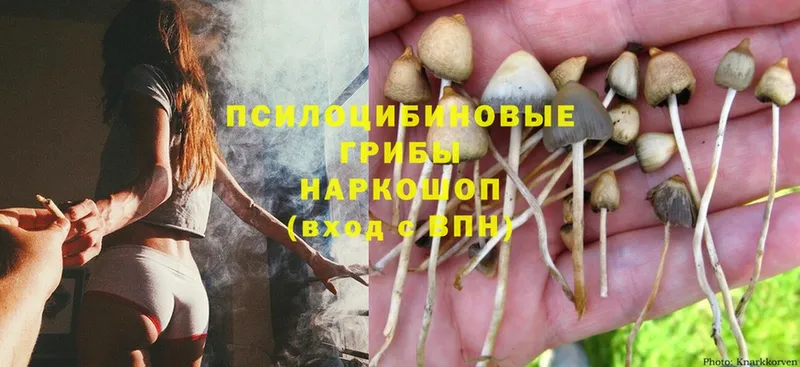 Псилоцибиновые грибы MAGIC MUSHROOMS  закладки  ссылка на мегу ССЫЛКА  Киренск 